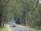 Tarmac roads lined with gum trees, Rwanda