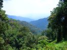 Ancient Nyungwe Forest