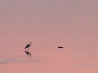 a heron on the Nile