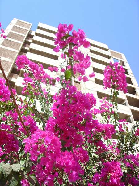 Khartoum street bouganvillia