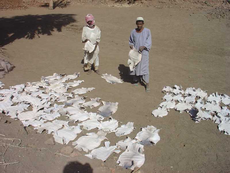 Crocodile skins at Ab Roaf