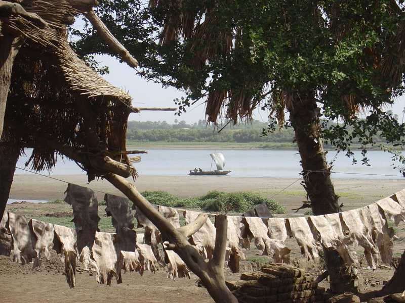 Crocodile skins at Ab Roaf