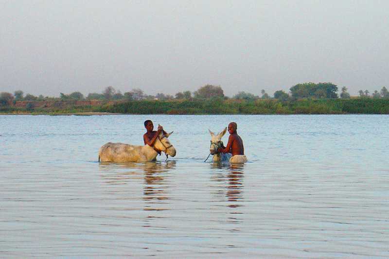 El Gamiya donkey washing