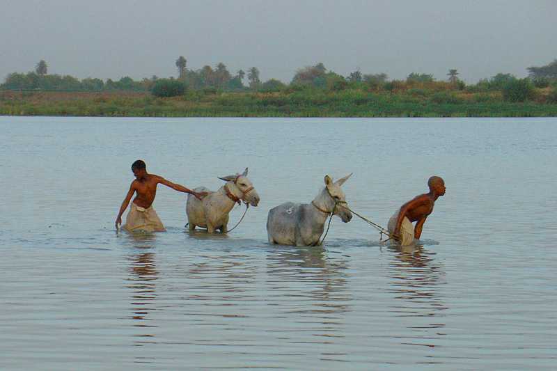 El Gamiya donkey washing