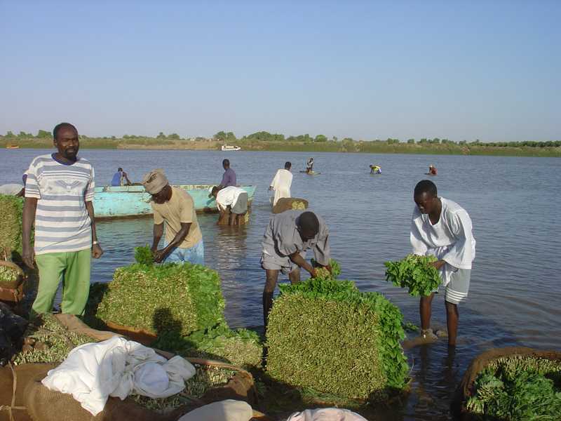 Omdurman Tuti unloading washing jijia
