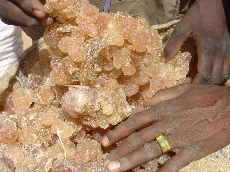 Crop market gum arabic