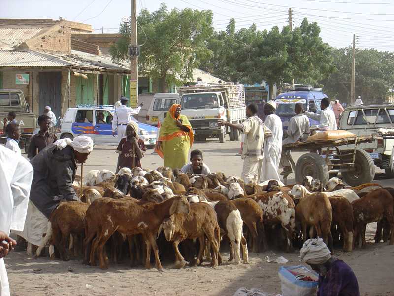 flocks of sheep on every street corner