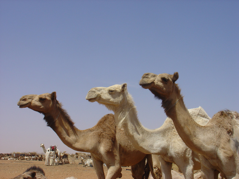 Souq Nagar camels necks