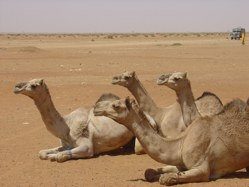 Souq Nagar camels group