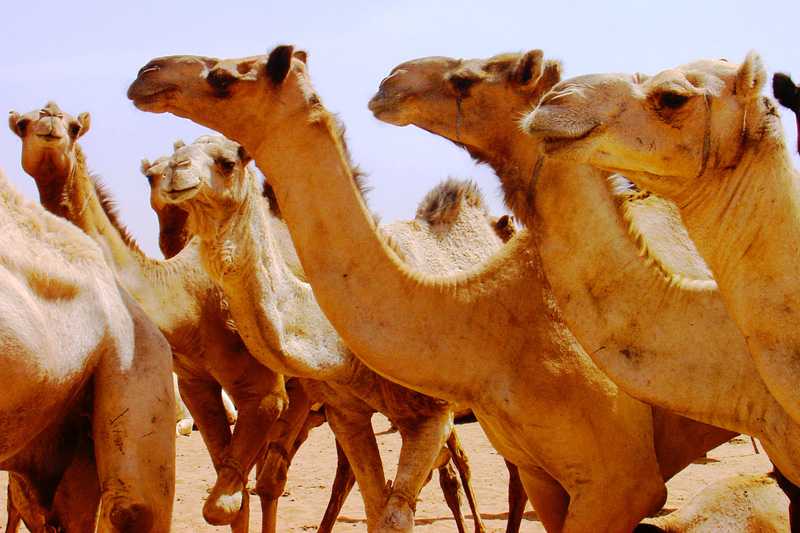 Camels at Mawaylish