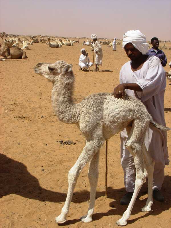 Baby camels at Mawaylish