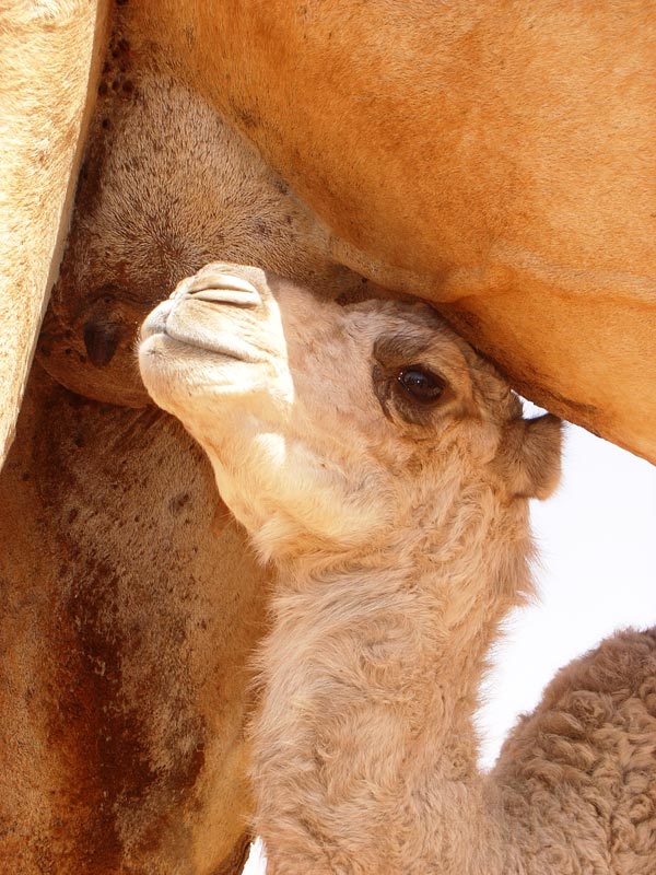Baby camels at Mawaylish