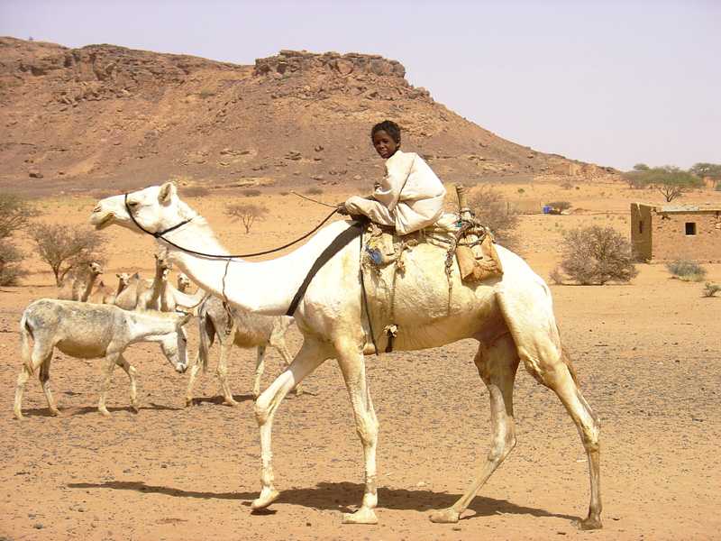 Boy and camels at Naqa