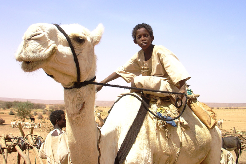 Boy and camels at Naqa