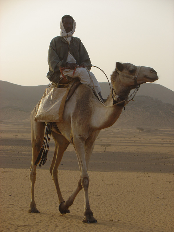 Camels at Bajarawiya