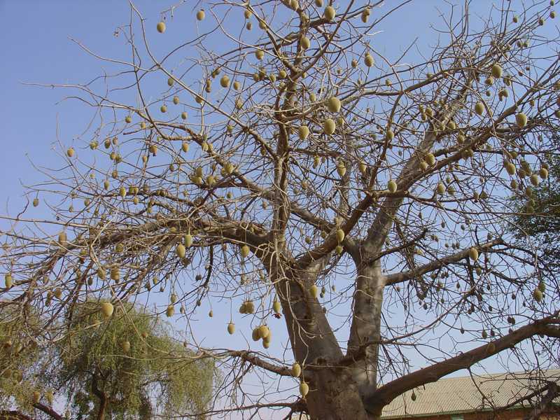 Trees baobab