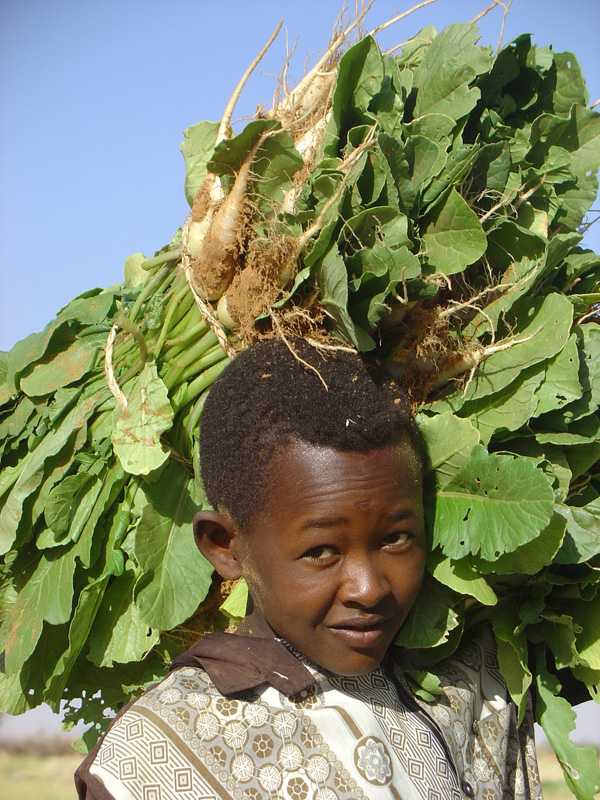 Carrying Jijia (Rocket salad)
