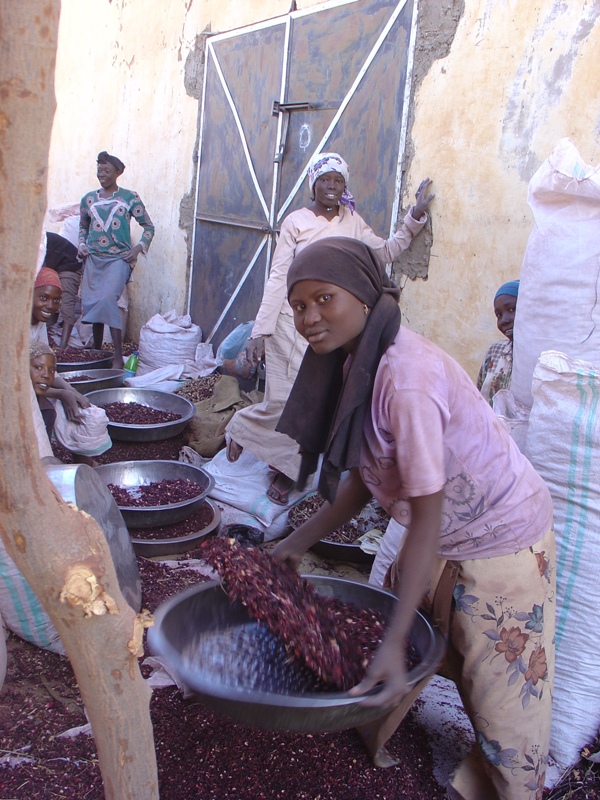 Hibiscus girls at work