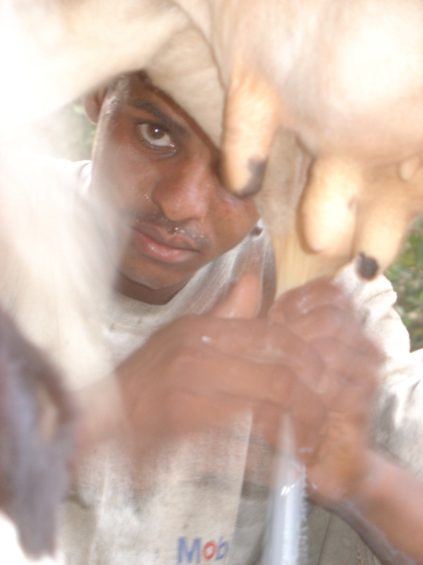 Derope milking Shambatt Island