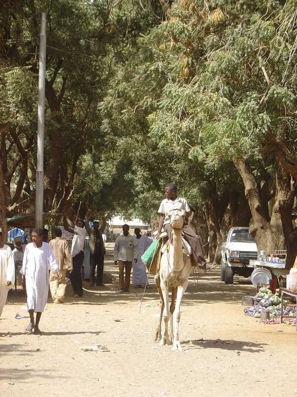 Tree lined avenue, Barah