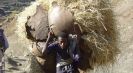 Walking haystack, Lat-Marrawah path