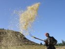 Winnowing in action, Magdala