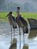 Old men in grey coats? No it's the Marabou Stork