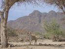 Niger Aier Mts cameltrek