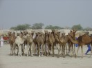 Niger Nguigmi camelmarket