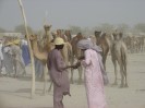 Niger Nguigmi camelmarket