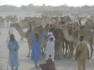 Niger Nguigmi camelmarket