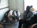 Chilumba road riding with pigs