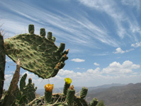 Lalibela Ashetan scene