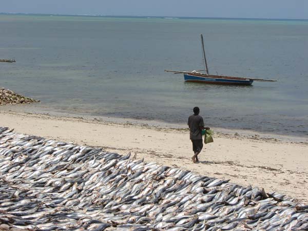 DSC05996 Pangane village shoreline drying fish by Peter Bennett